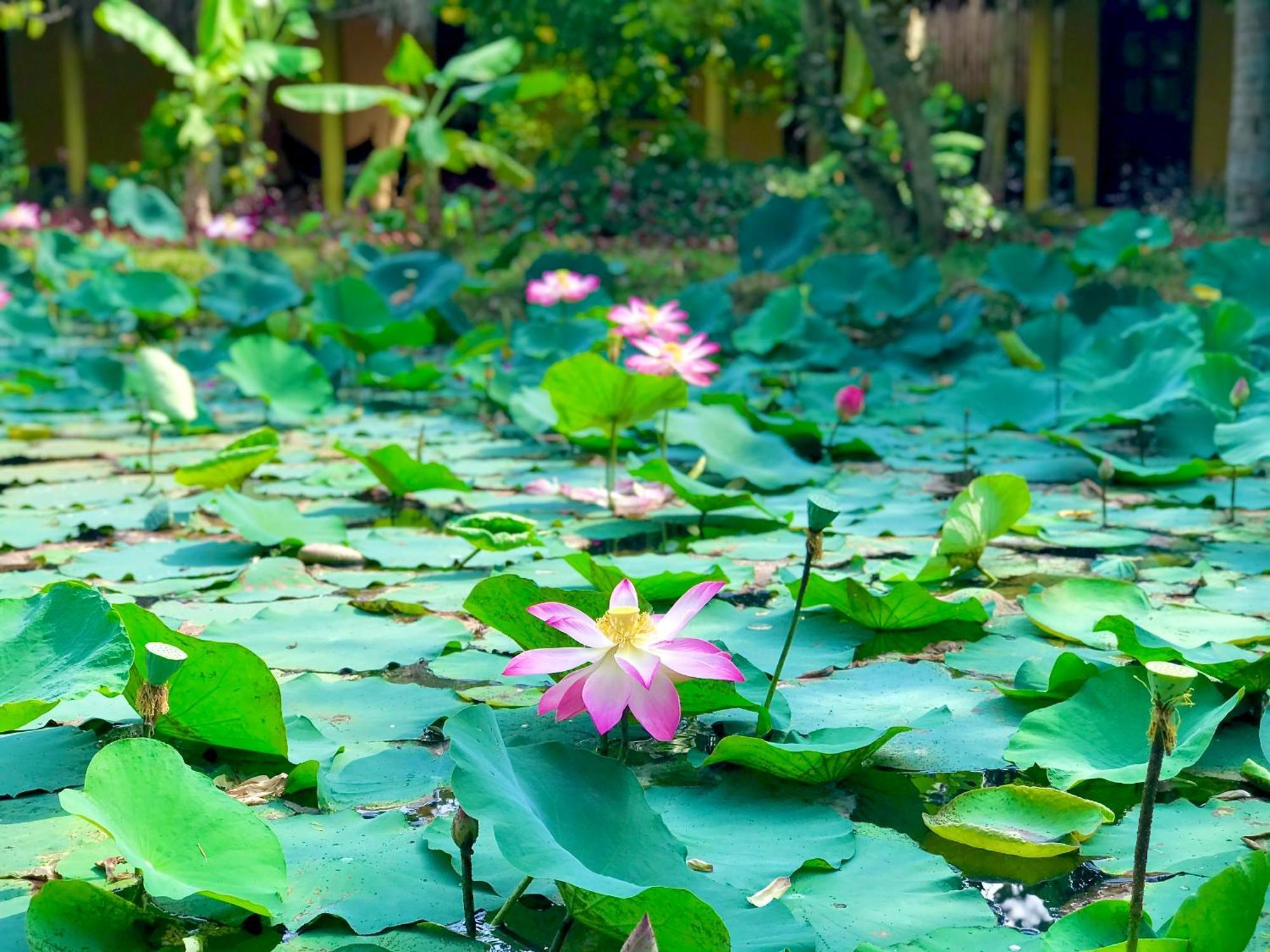 Mango Home Riverside Ben Tre Exteriér fotografie